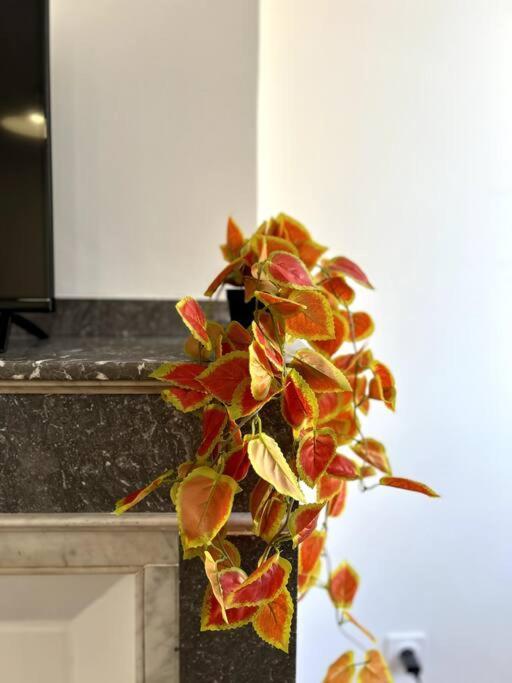 Le Toulousain 302 - Appartement Cosy En Hypercentre - Quartier Jeanne-D'Arc Toulouse Exteriör bild